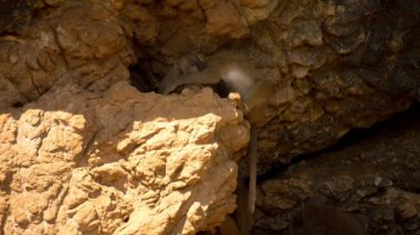 Babunlar kayalarda oturup bir ailenin