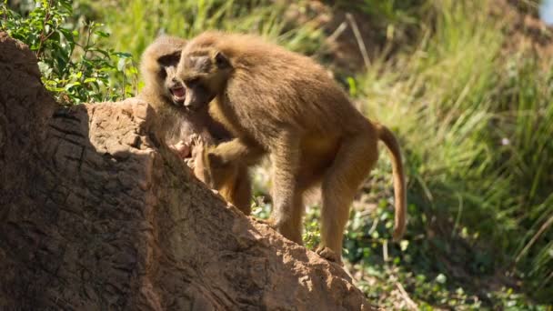 Family Baboons Sitting Rocks — Stock Video