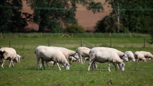 Zeitraffer Von Schafen Auf Einem Feld — Stockvideo
