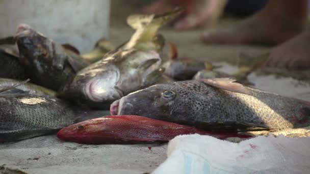 Pescadores Que Llegan Amanecer Zihuatanejo Con Captura Para Vender Mercado — Vídeos de Stock