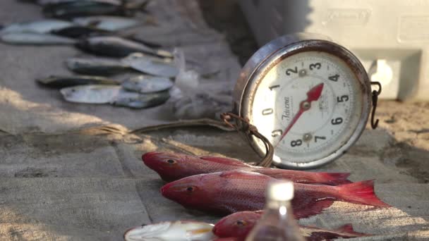 渔民抵达黎明在与他们抓住出售在市场上 墨西哥伊斯塔帕 — 图库视频影像