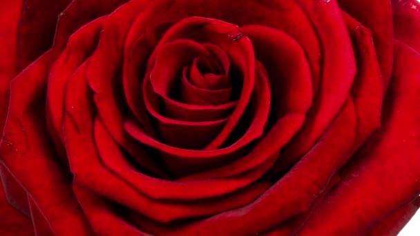Eine Rosenblüte Über Tage Gefilmt — Stockvideo
