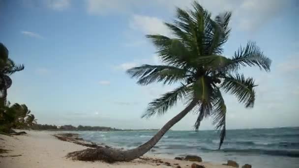 Palmeira Bela Praia Tulum México — Vídeo de Stock