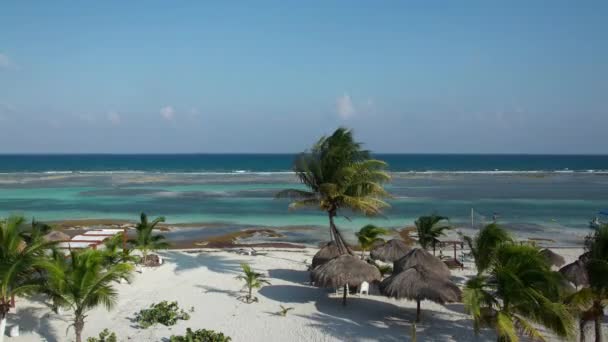 Palmeira Bela Praia Mahahual México — Vídeo de Stock