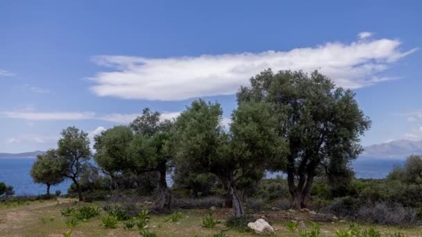 Pohon Zaitun Pantai Greece Barat — Stok Video
