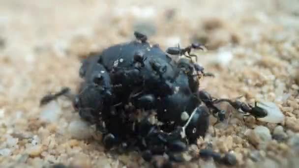 Timelapse Των Μυρμηγκιών Τρώει Ένα Σκαθάρι Μακροεντολή — Αρχείο Βίντεο
