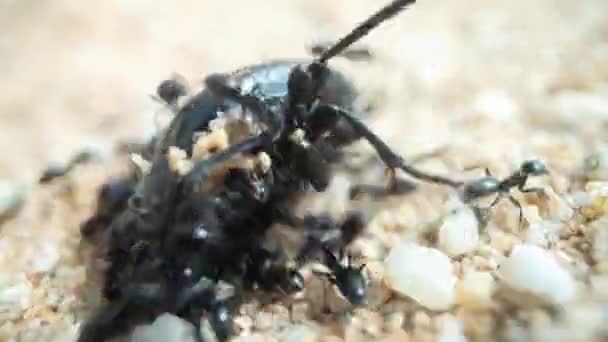매크로에서 딱정벌레를 개미들의 집게벌레 — 비디오