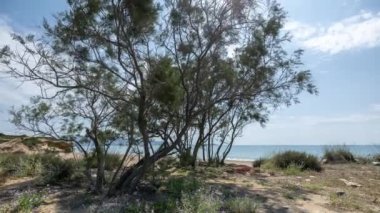 Paros içinde zeytin ağaçları olan güzel bir sahil, Yunan.