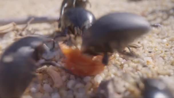 Beetles Eating Filmed Marco — Stock Video