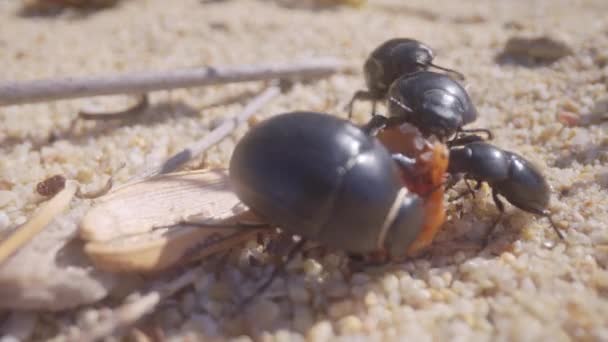 Zeitraffer Von Ameisen Die Einen Käfer Makro Fressen — Stockvideo