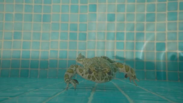 Yüzme Havuzunun Kenarında Bir Kurbağa — Stok video