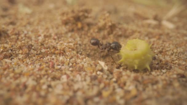 Närbild Myror Marken — Stockvideo