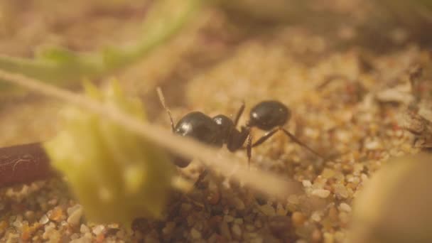 Nahaufnahme Von Ameisen Auf Dem Boden — Stockvideo