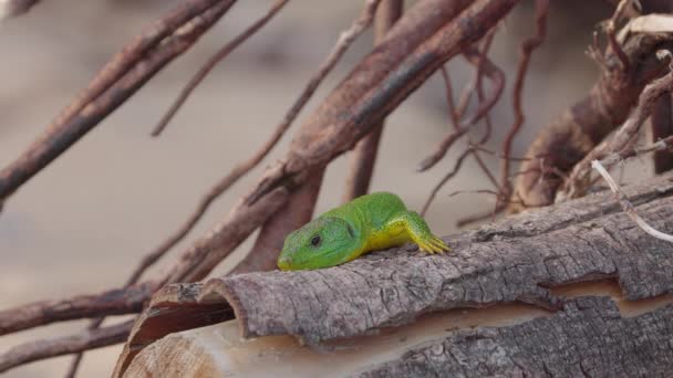 Ένα Πράσινο Gecko Στην Ελλάδα Από Κοντά — Αρχείο Βίντεο