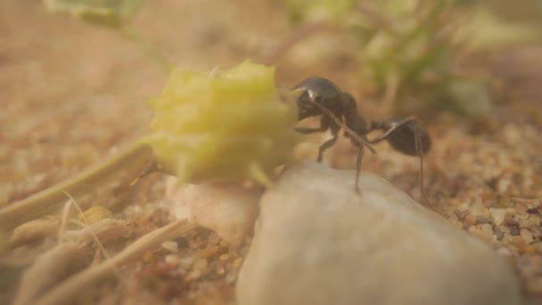 Yerdeki Karıncaları Kapatın — Stok video