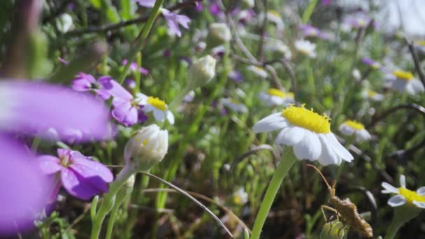 Χαμομήλι Λουλούδια Στο Πεδίο Closeup Μακροεντολή — Αρχείο Βίντεο
