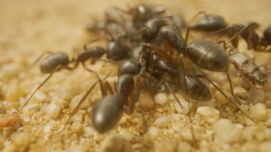 Ölü bir böceği yiyen karıncalara yaklaş.