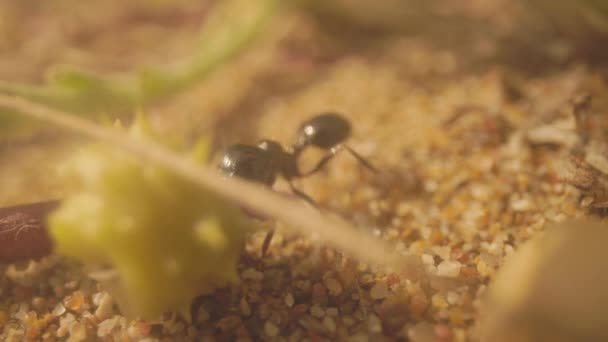 Zblízka Mravenců Zemi — Stock video