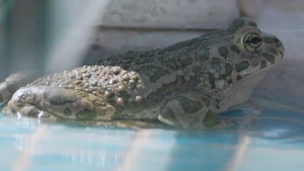 Yüzme Havuzunun Kenarında Bir Kurbağa — Stok video