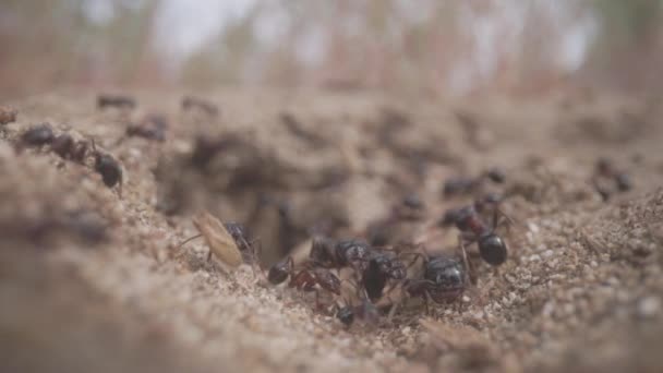 Close Formigas Que Entram Saem Buraco Chão — Vídeo de Stock