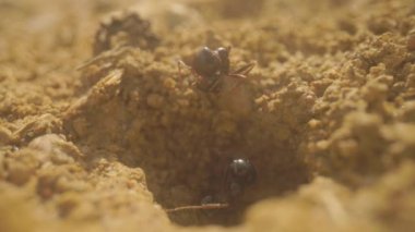 Yerdeki bir deliğe girip çıkan karıncaları kapatın.