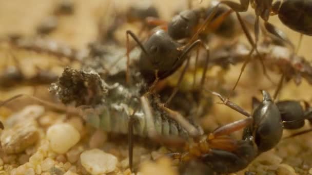 蚂蚁吃死虫子的特写镜头 — 图库视频影像