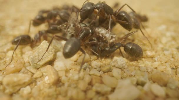 死んだ虫を食べるアリのクローズアップ — ストック動画