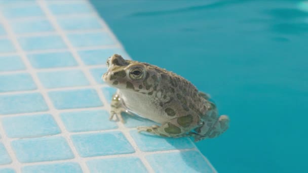 Toad Side Swimming Pool — Stock Video