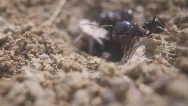 Zblízka Mravenci Pohybující Dovnitř Ven Díry Zemi — Stock video