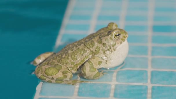 Eine Kröte Rande Eines Schwimmbades — Stockvideo