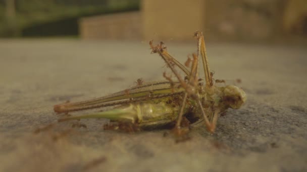 개미에게 먹히는 메뚜기 — 비디오