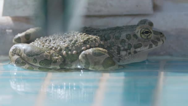 Eine Kröte Rande Eines Schwimmbades — Stockvideo