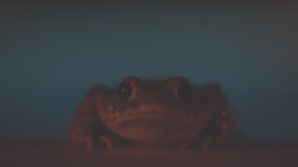 Nachts Eine Kröte Rand Eines Swimmingpools — Stockvideo