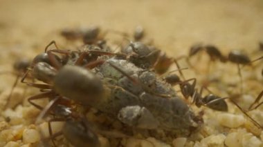 Böcek yiyen karıncalara yaklaş.