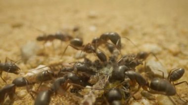 Böcek yiyen karıncalara yaklaş.