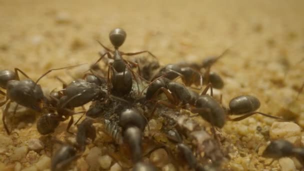 Κοντινό Πλάνο Μυρμηγκιών Που Τρώνε Σκαθάρι — Αρχείο Βίντεο