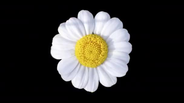 Зміна Послідовності Вирізання Різних Квітів Звичайному Фоні — стокове відео