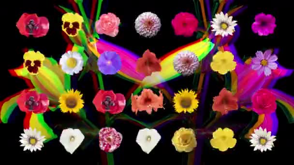 Abstracte Veranderende Volgorde Van Verschillende Bloemen Cutout — Stockvideo
