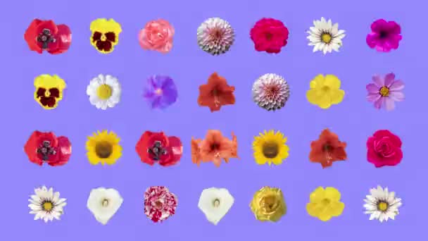 Cambio Secuencia Diferentes Flores Recorte Sobre Fondo Liso — Vídeos de Stock