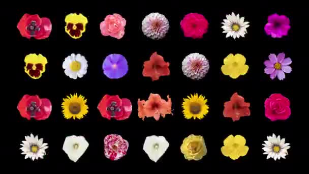 Veranderende Volgorde Van Verschillende Bloemen Knippen Tegen Platte Achtergrond — Stockvideo