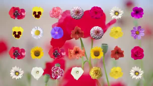 Elvont Változó Sorrendje Különböző Virágok Kivágása — Stock videók