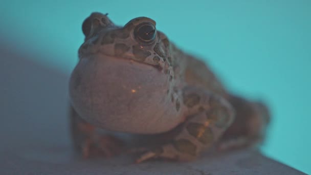 Toad Side Swimming Pool Night — Stock Video