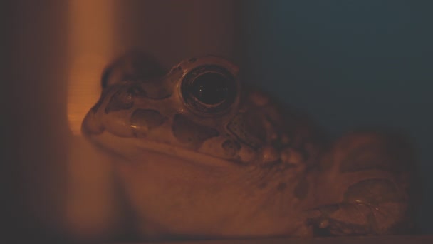 Жаба Боці Басейну Вночі — стокове відео