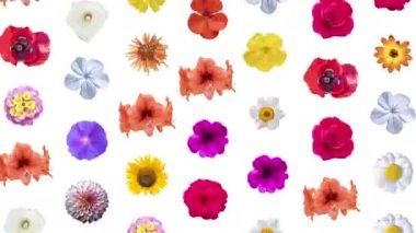 Farklı çiçek kesimlerinin soyut değişim dizisi 