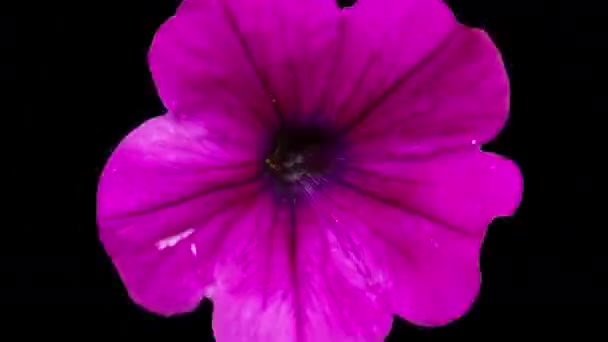 Αφηρημένη Ακολουθία Αλλαγής Διαφορετικών Λουλουδιών Cutout — Αρχείο Βίντεο