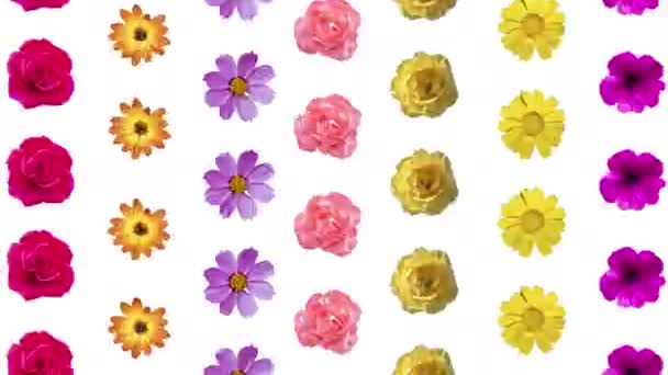 Sequência Mudança Abstrato Diferentes Flores Recorte — Vídeo de Stock