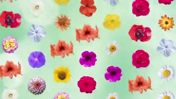 Abstrakcyjna Sekwencja Zmiany Różnych Kwiatów Wycinanka — Wideo stockowe