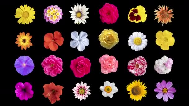 Abstracto Secuencia Cambiante Diferentes Flores Recorte Fondo Pantalla — Vídeo de stock