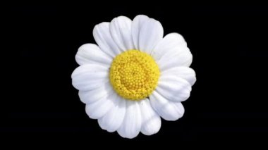 Siyah arkaplanda Daisy çiçek kesimi