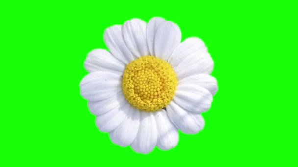 Κοπή Λουλουδιών Daisy Φόντο Πράσινης Οθόνης — Αρχείο Βίντεο